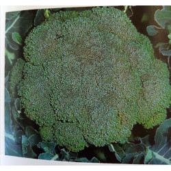 Choux brocoli godet de 8 par 6