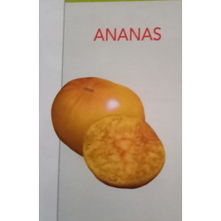 Tomate ananas pot de 11 par 1