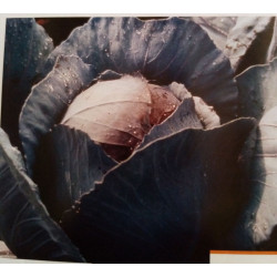 Choux rouge godet de 8 cm...