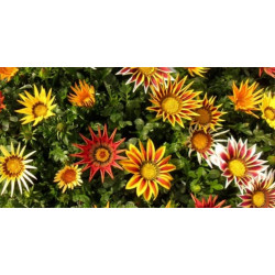 Gazania godet de 8 cm par 6...