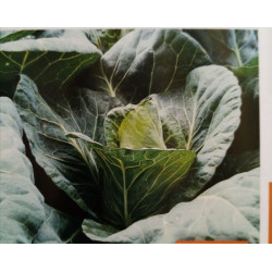 Choux cœur de bœuf  godet...