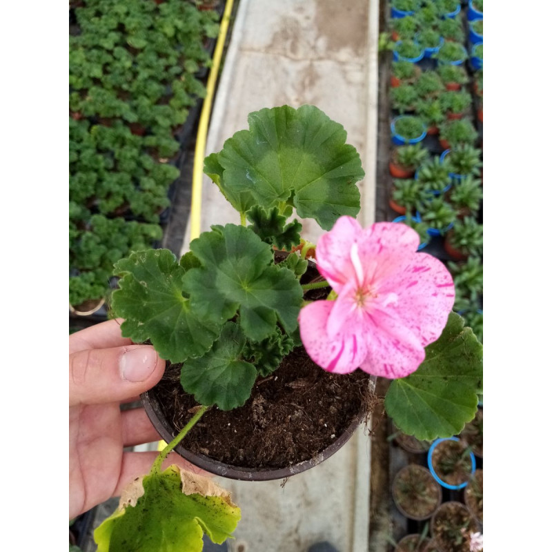 Géranium Zonal Batlle - Plante Florifère Pour Pots, Jardinières Et Massifs