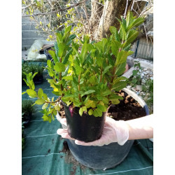 Menthe pot de 14 cm par 1