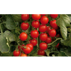 Tomate cerise pot de 10.5...