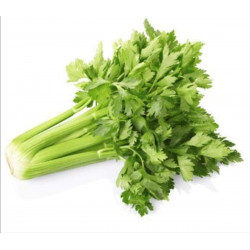 Céleri branche godet de 8...