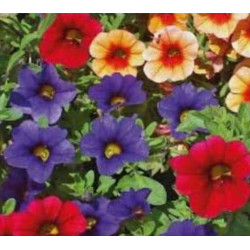 Calibrochoa pot de 10.5 par 1