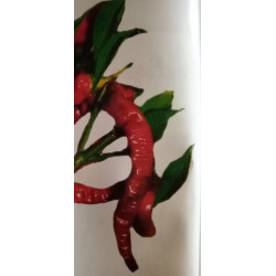 Piment godet de 8 par 3
