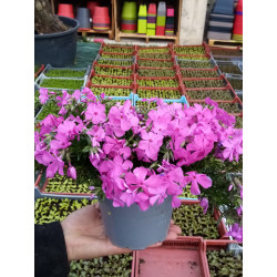 phlox pot diametre 14 par 1