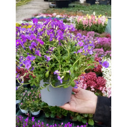 aubriette pot diametre 14...