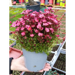 saxifrage pot diametre 14...