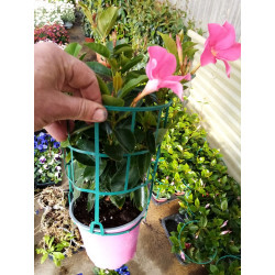 dipladenias pot de 14 cm