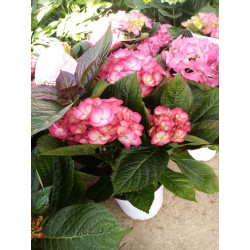 hortensia pot de 19 cm par 1