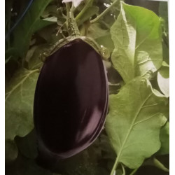 Aubergine ovale godet de 8...