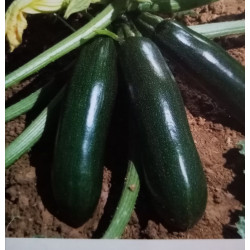 Courgette godet de 8 cm par...