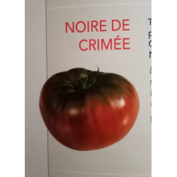 Tomate noir de crimée pot...