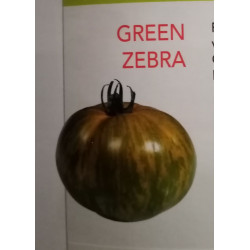 Tomate zebra pot de 11 à l...