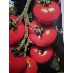 Tomate loriane godet de 8...